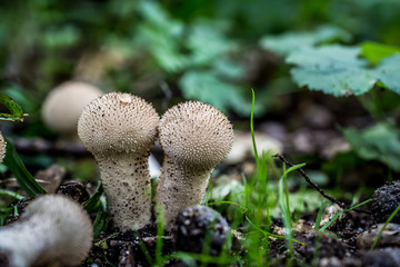 Closeup of small mushrooms