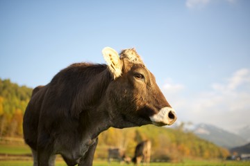 Grasen in den letzten Sonnenstrahlen