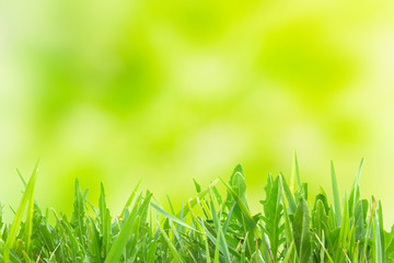 Green grass and spring sunny background