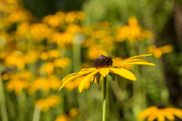 Detail shot of a shining sun / Gold Storm Flower 