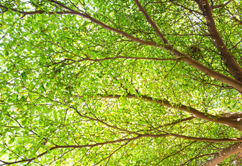 Fototapeta na wymiar Green leaves on tree branch with bird nest