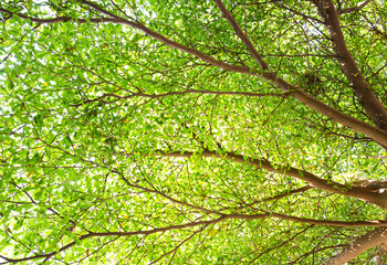 Green leaves on tree branch with bird nest