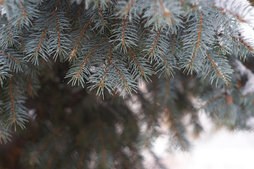 branches of Christmas trees