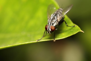 Fly insect