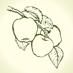 Apples on a branch. Vector drawing