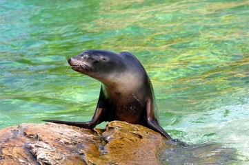 Robbe bei einer Vorführung