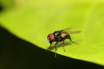 Fly insect