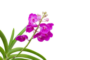 Hybrids vanda  orchid isolated on white background