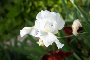 iris