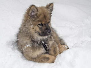 Hund im Winter/ ausruhen im Schnee