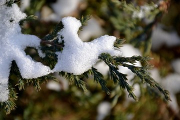 Detail of snow on tree branch 