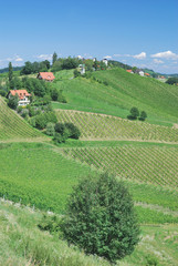Fototapeta na wymiar Steirische Toskana genanntes Weinanbaugebiet in der Steiermark nahe Leutschach,Österreich