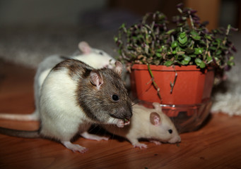 Ratten fressen Pflanze