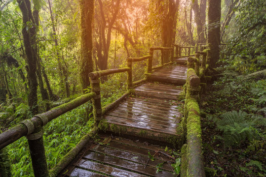 Wooden bridge in tropical rain forest.