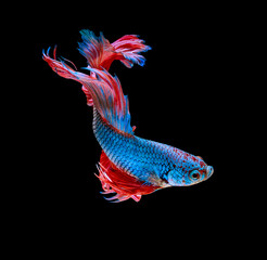 Capture the moving moment  siamese fighting fish