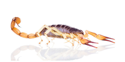 The biggest scorpion, living in North America - a desert hairy s