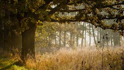Słoneczny poranek © podlaski49