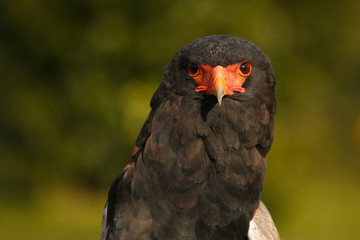 acrobat eagle red beak front face portrait .