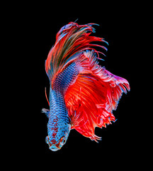 small siam betta Fish