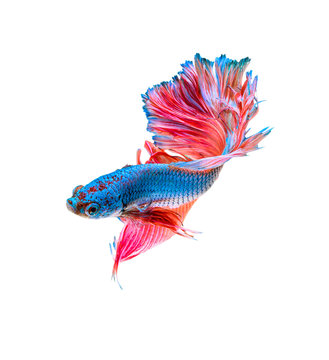 Siamese Fighting Fish Isolated