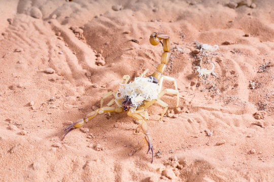 Hadrurus arizonensis, the giant desert hairy scorpion: The baby