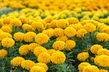 Yellow Marigolds flower
