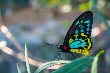 Male Cairns Birdwing Butterfly