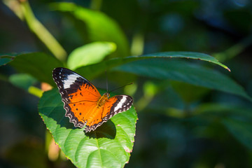 A beautiful orange color butterfly on a leaf