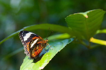 A beautiful orange color butterfly on a leaf
