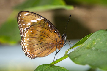 Fototapeta na wymiar A beautiful brown color butterfly on a leaf
