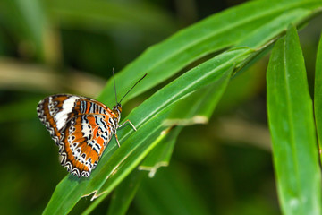 A beautiful orange color butterfly on a leaf