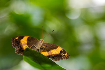 A beautiful orange and brown color Australian Lurcher butterfly.