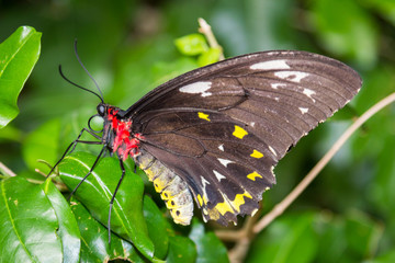 Obraz na płótnie Canvas Male Cairns Birdwing Butterfly