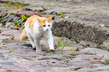 cat is running on the road