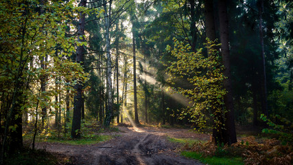 Obraz premium Poranek w lesie