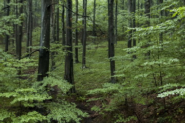 Beauty, fresh forest  at Balkan mountain in rainy day, Petrohan, Bulgaria