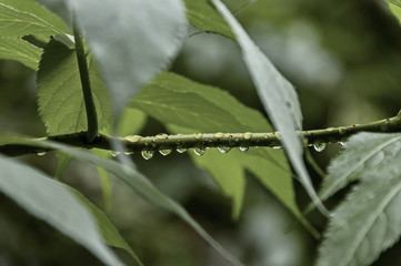 Fresh twig cover with raindrop at Petrohan passage,  Balkan mountain, Bulgaria  