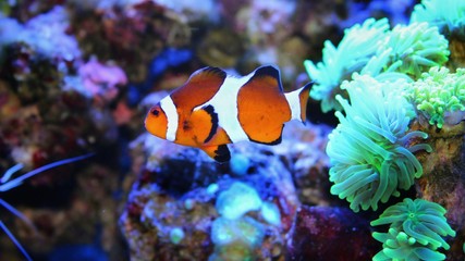 Fototapeta na wymiar Ocellaris Clownfish (Amphiprion ocellaris) 
