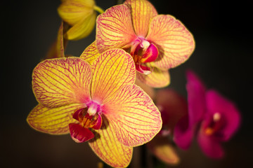 Phalaenopsis orchid