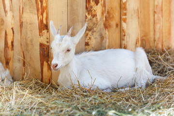 White goat near the wooden wall