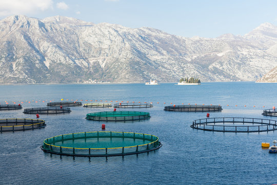 Fish farm in the Bay of Kotor. 