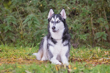 Husky in der Ablage