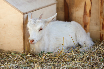 White goat near the wooden structures