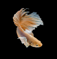 glod siamese fighting fish