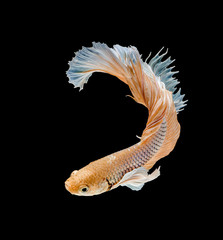 gold Betta fish, siamese fighting fish