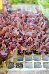 Purple lettuce plants. Closeup 
