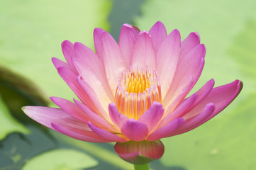 pink lotus flower.