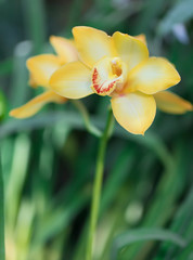 Beautiful macro yellow orchid in botanic garden.