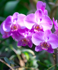 Fototapeta na wymiar Beautiful macro purple orchid in botanic garden.