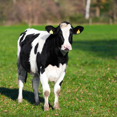 Obraz na płótnie Canvas The cow is grazed on a green field. Cow in the field
